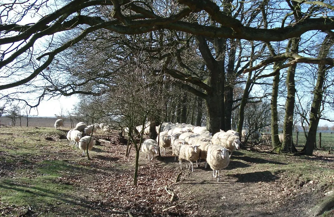 B&B De Willemshoeve-1