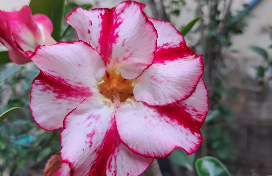 Pousada Beija-Flor-1