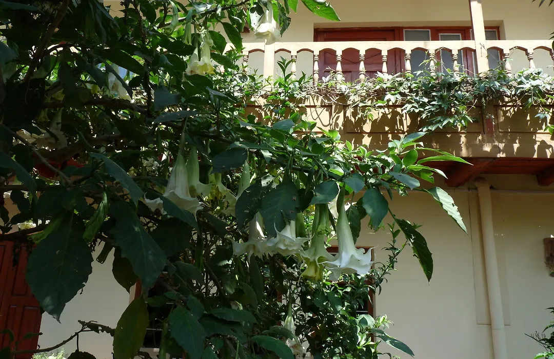 Kukuli Lodge B&B-1