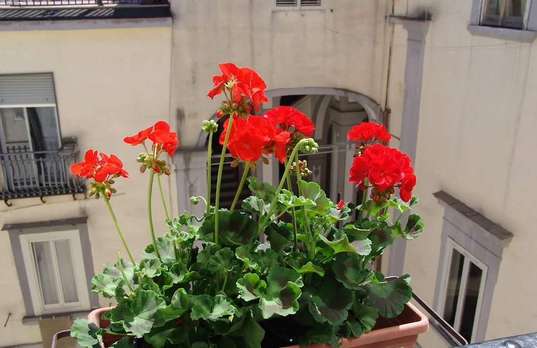 Terrazza dei Principi-1