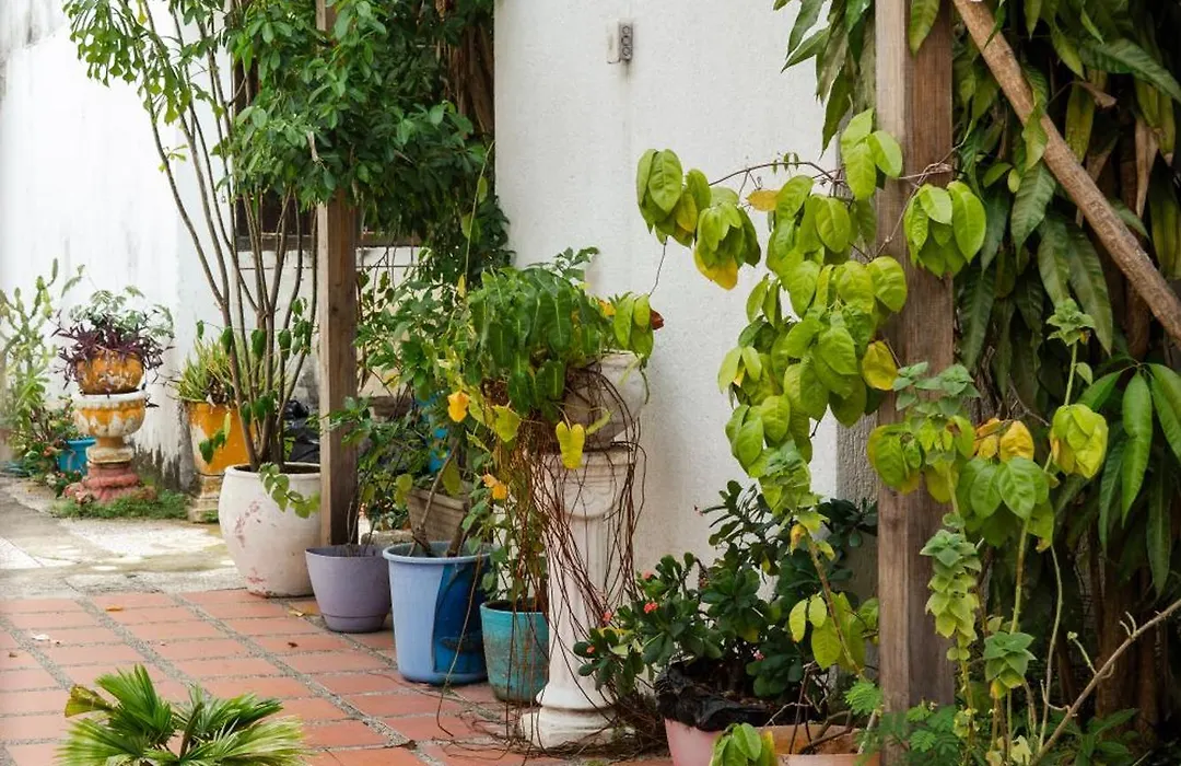 Mango Biche - House-1