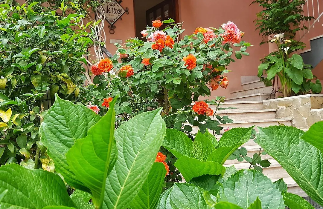 Delle Rose-1