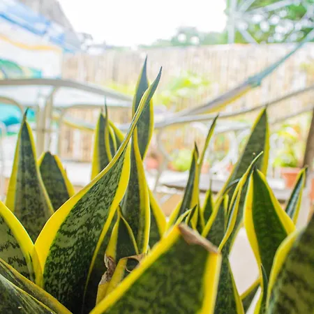 Tapihouse San Juan Del Sur-3