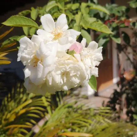 Belle Amie Self Catering-3