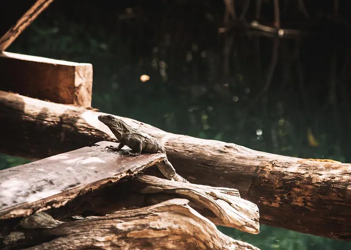 Uman Glamping & Cenote