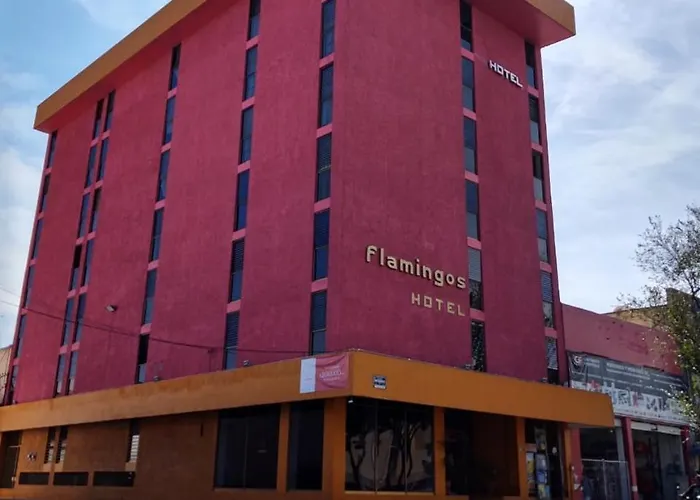 Flamingos