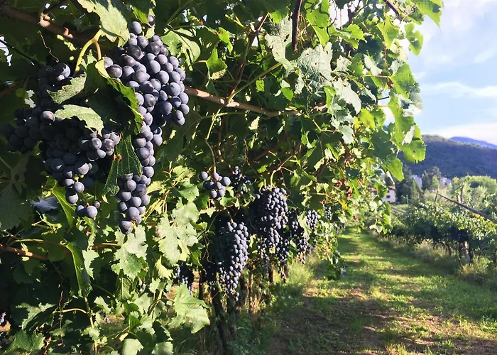 8 Grappoli Agritur