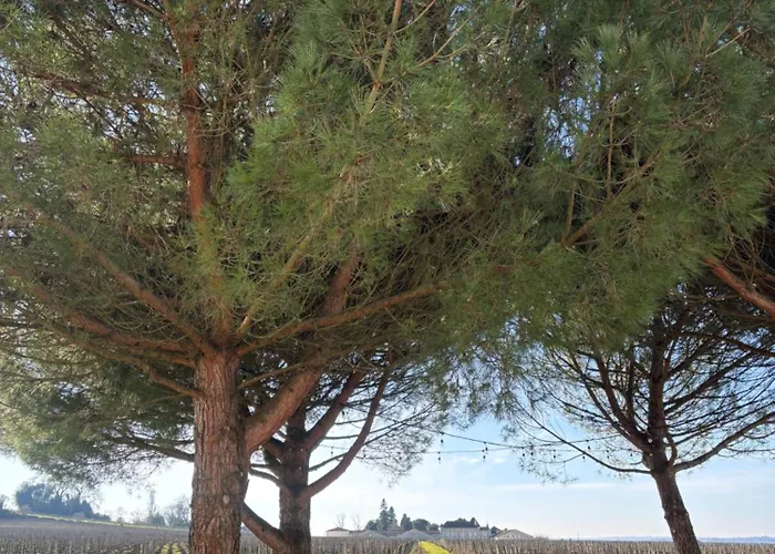 Hôtel avec vue: Clos des Jacobins (Grand Cru Classé)