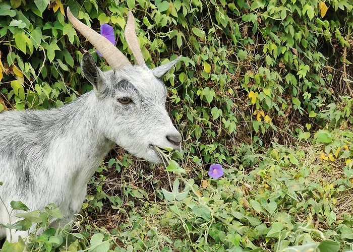 Pet Friendly hotel: Sa Vall Valldemossa