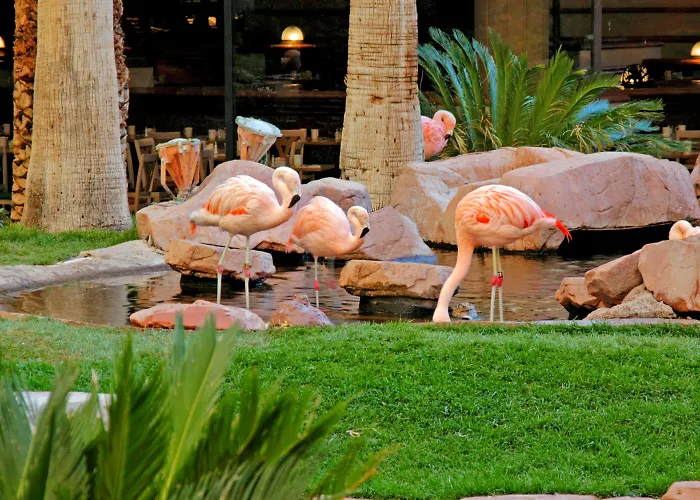 Romantic hotel: Flamingo Las Vegas Hotel & Casino