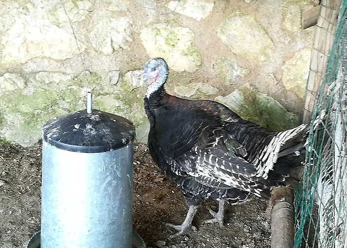  Del Sole