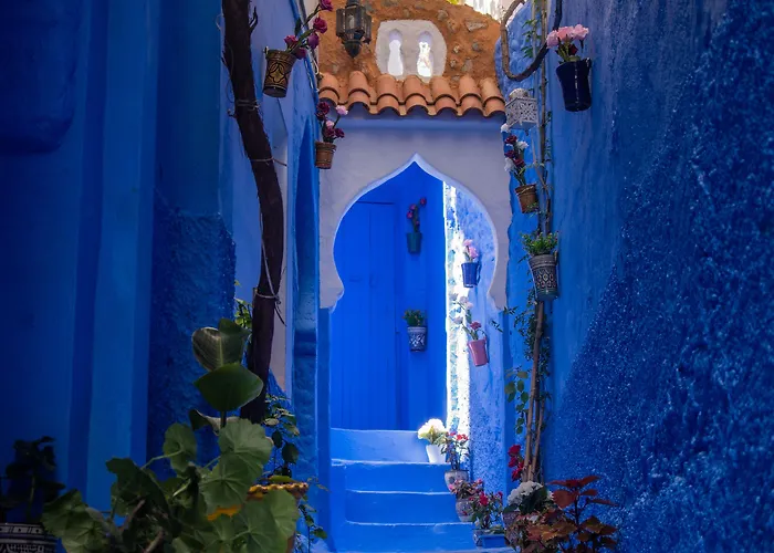 Hôtel accueillant les animaux: Casa Blue Star