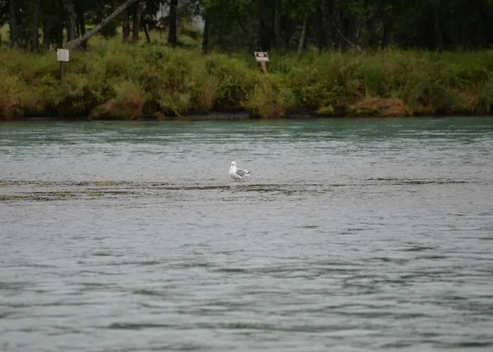 Salmon Catcher