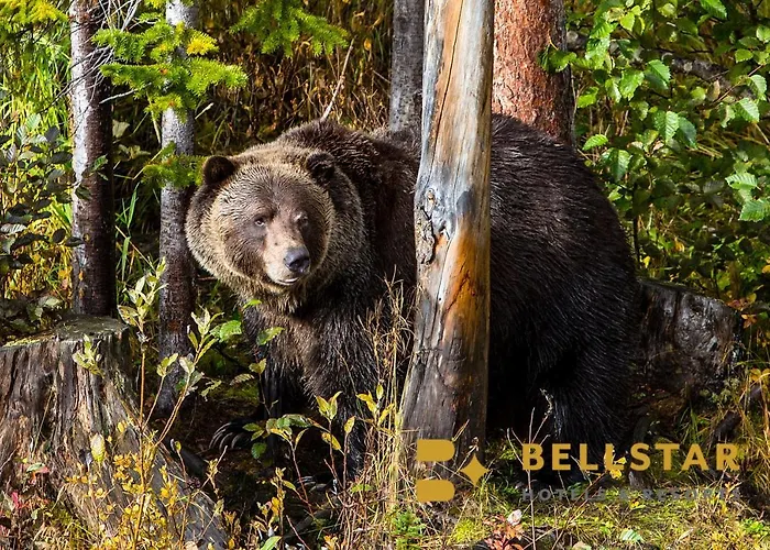 Palliser — Bellstar Hotels & Resorts